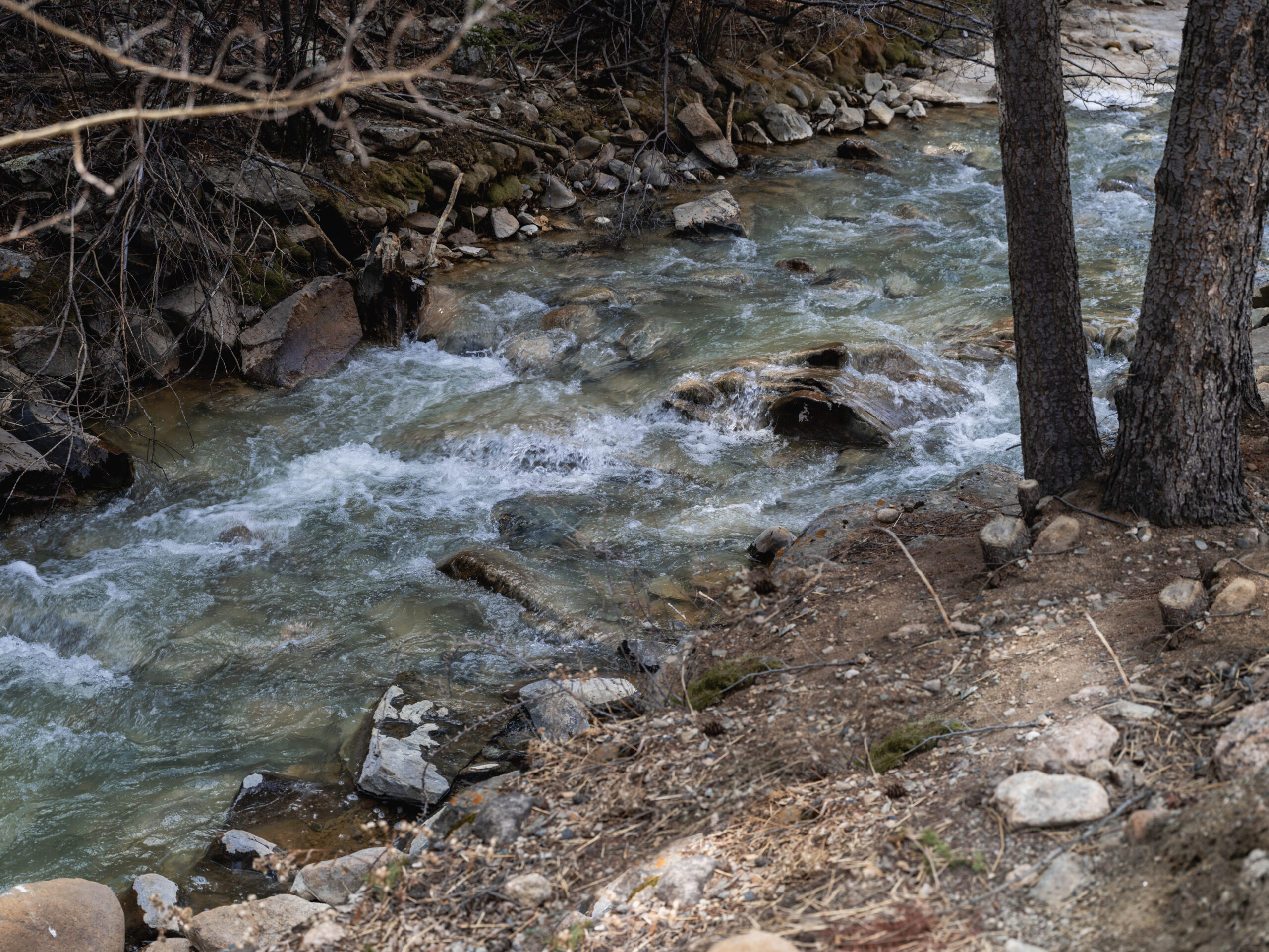 A clear mountain stream flows over rocks and stones, bordered by trees and a rocky, earthy riverbank with scattered branches and moss.