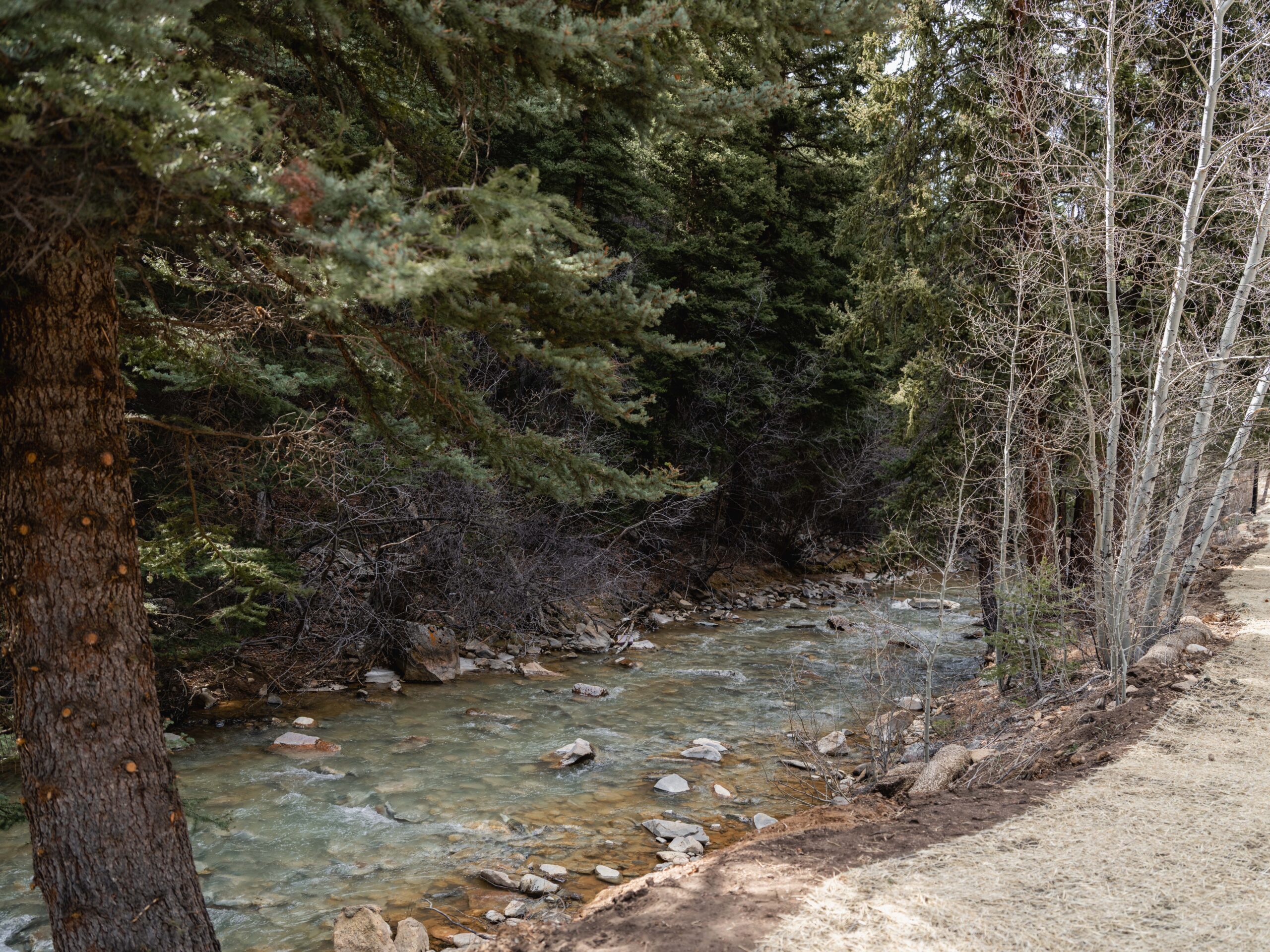 A clear, rocky stream flows next to a dirt trail in a forest with evergreen trees on the left and leafless trees on the right, creating a peaceful, natural setting.