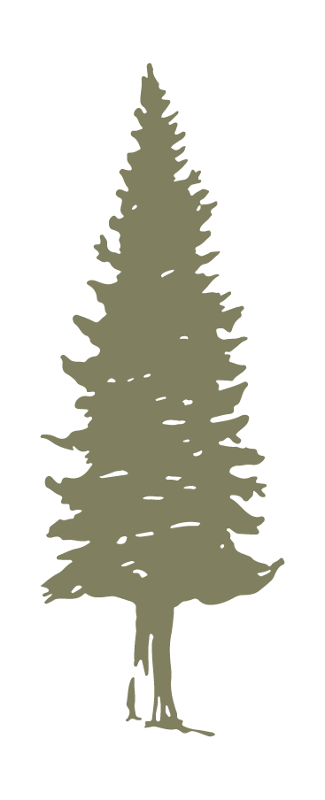 A simple, olive-green silhouette of a pine tree with a textured outline, set against a plain white background.